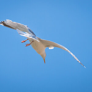 seagull-7.jpg