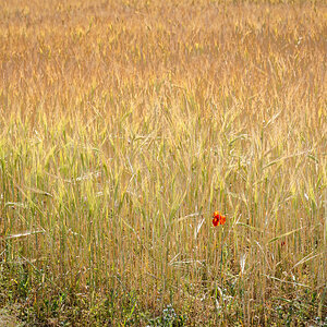 red poppy-1.jpg