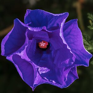 _7RV7877_Native_Hibiscus.jpg