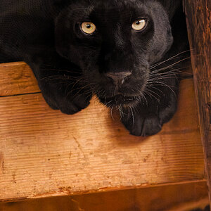 Black Leopard