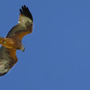 Red Kite