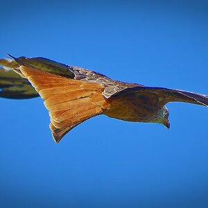 Red Kite