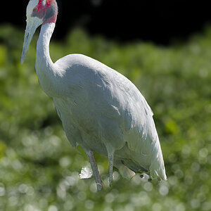 Sarus Crane