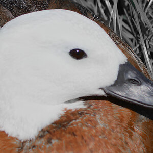 Paradise Shelduck