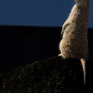 Meerkat