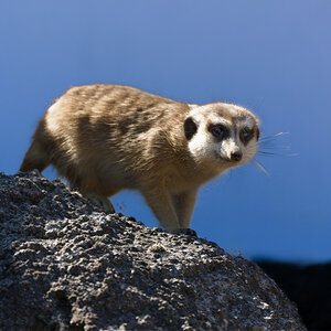 Meerkat