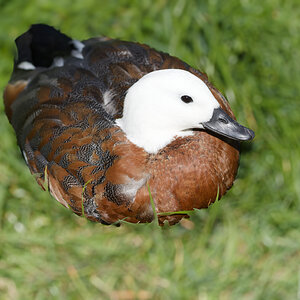 Paradise Shelduck