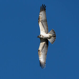 _DSC8906-Edit.jpg