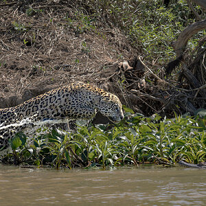 RB_08762-D3 copy 4XX BC.jpg