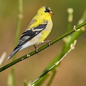 American Goldfinch - Ashland NS - 04052026 - 05.jpg