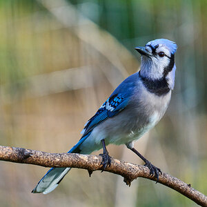 Blue Jay - Ashland NS - 04052026 - 01.jpg
