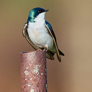Tree Swallow - Ashland NS - 04052026 - 02.jpg