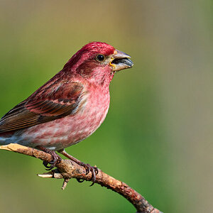 Purple Finch - Ashland NS - 04052026 - 01.jpg