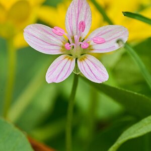 Virginia Springbeauty - Ashland NS - 04052026 - 01.jpg