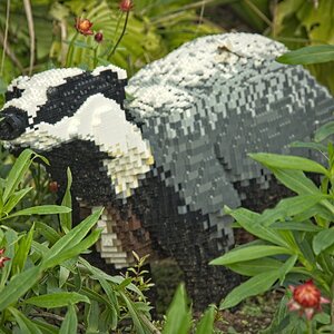 26A09238bridgewater badger.jpg