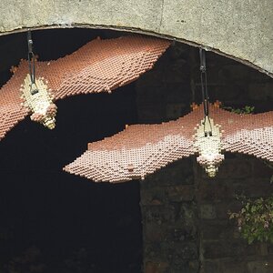 26A09241bridgewater brown long eared bats.jpg