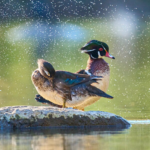 Wood Duck - Brandywine - 04082026 - 05.jpg