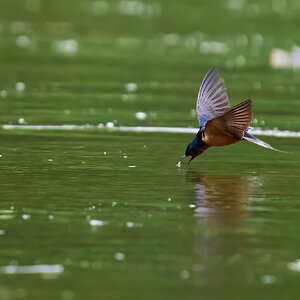Barn Swallow - Brandywine - 05242026 - 05 - DN.jpg