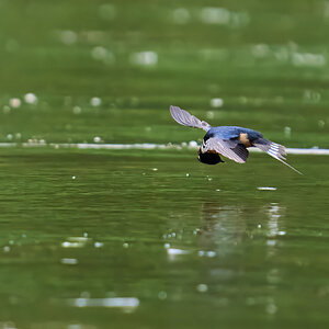 Barn Swallow - Brandywine - 05242026 - 06 - DN.jpg