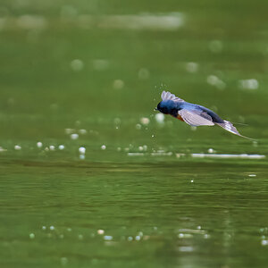 Barn Swallow - Brandywine - 05242026 - 08 - DN.jpg