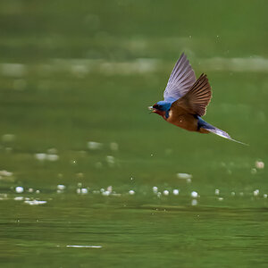Barn Swallow - Brandywine - 05242026 - 09 - DN.jpg