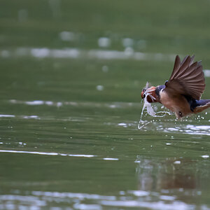Barn Swallow - Brandywine - 05242026 - 03 - DN.jpg