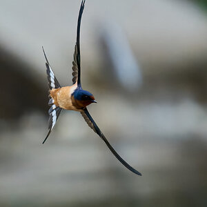 Barn Swallow - Brandywine - 05242026 - 11 - DN.jpg