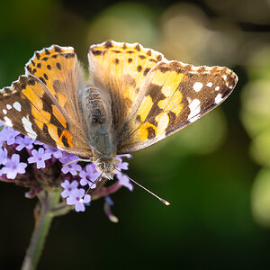 painted lady-2.jpg