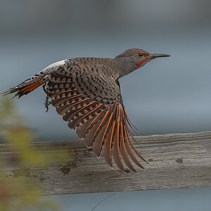 Northern-Flicker-4683.jpg