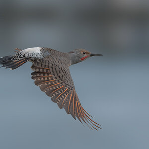 Northern-Flicker-4685.jpg
