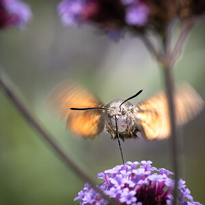 hummingbird moth-1.jpg