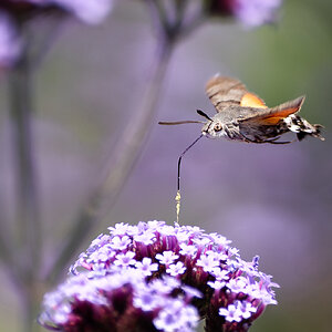 hummingbird moth-2.jpg