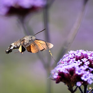 hummingbird moth-3.jpg