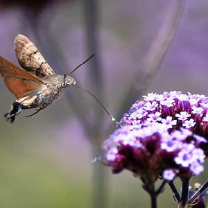 hummingbird moth-4.jpg