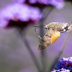 hummingbird moth-5.jpg
