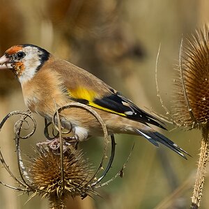 goldfinch 2026_49.jpg