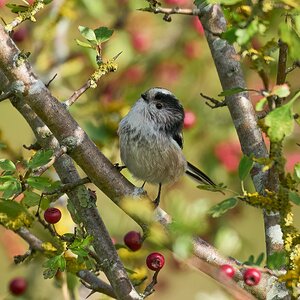 long tailed tit 2026_1.jpg