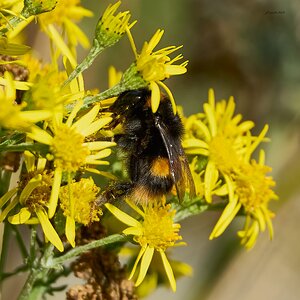 bee 2026_3.jpg