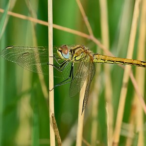dragonfly 2026_25.jpg