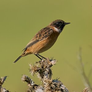 stonechat 2026_13.jpg
