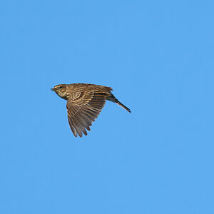 skylark 2026 28.jpg