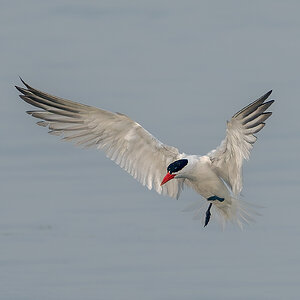 Caspian-Tern_DSC0303.jpg