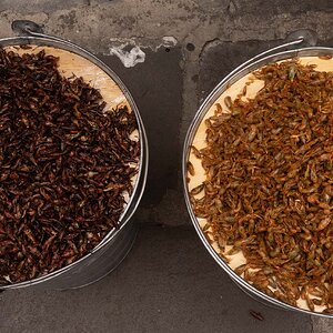 Hummmm grasshoppers and crickets for lunch in Puebla,Mexico
