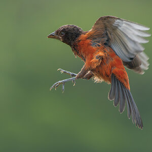 Crimson-backed-Tanager_DSC4109-Edit.jpg