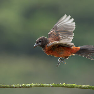 Crimson-backed-Tanager_DSC4131.jpg