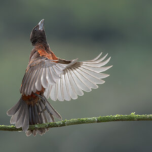 Crimson-backed-Tanager_DSC4145-DxO_DeepPRIME-XD3.jpg