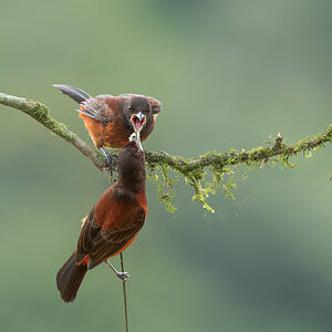 Crimson-backed-Tanager_DSC4255-DxO_DeepPRIME-XD3.jpg