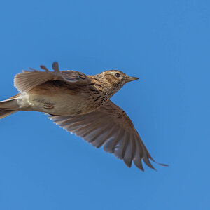 _DSC9551-Edit.jpg