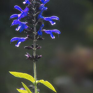 26A09254salvia animo.jpg