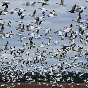 snow_geese.jpg